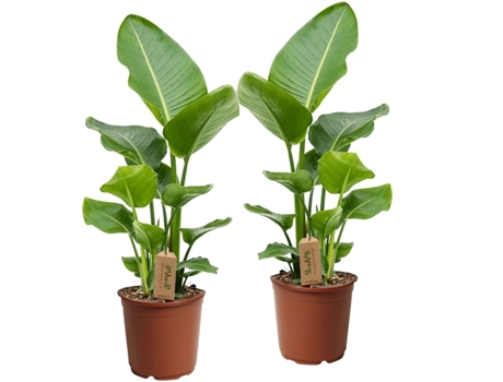 Plantas verdes - PLANT IN A BOX - Strelitzia Nicolai - Set de 2 - Maceta 17cm - Altura 55-70cm