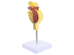Modelo Anatómico Del Glomérulo Humano Con Base: Modelo Médico Realista Para La Enseñanza De La Anatomía.