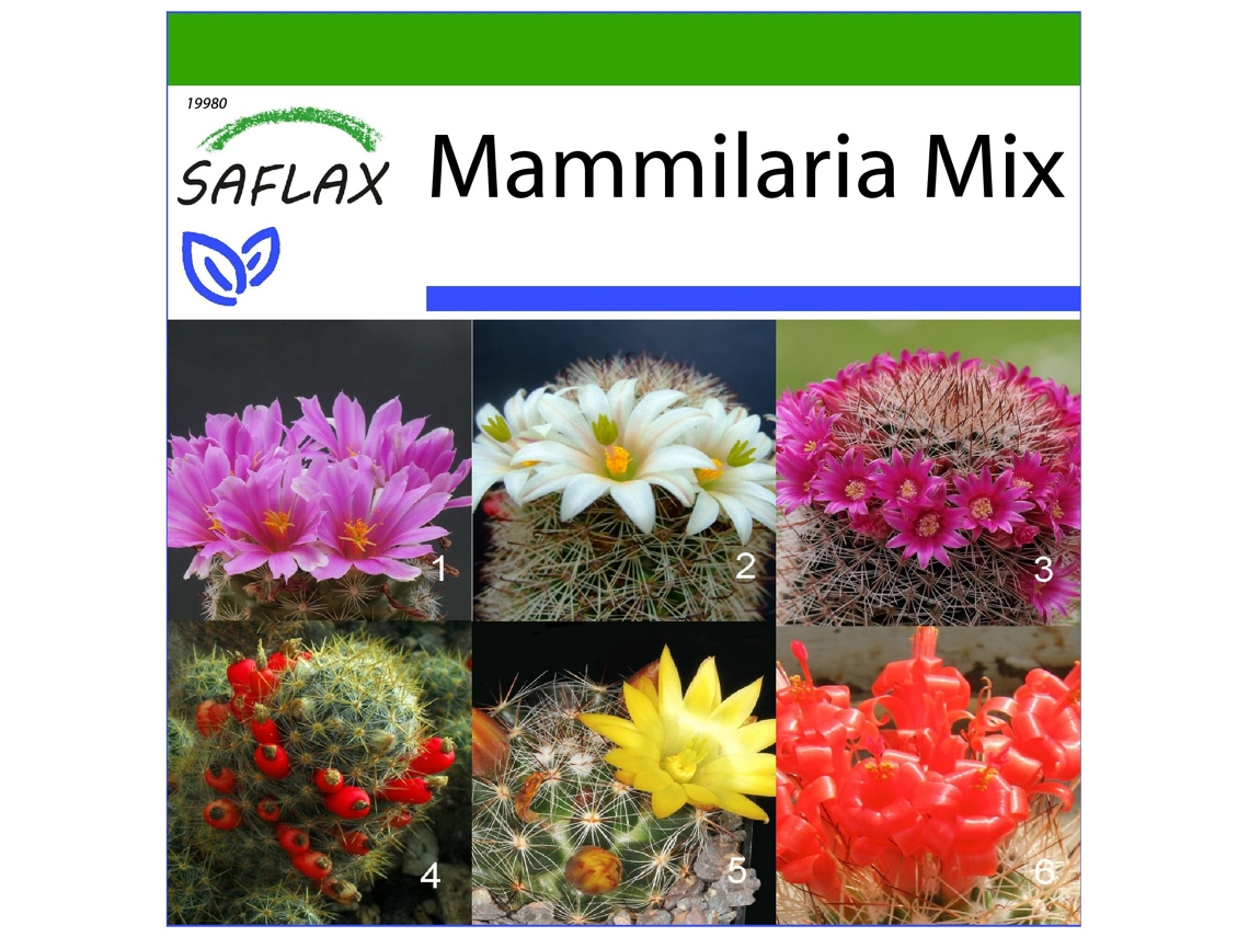 SAFLAX Mezcla mammillaria 40 semillas Con sustrato de cultivo libre de gérmenes Mammilaria Mix