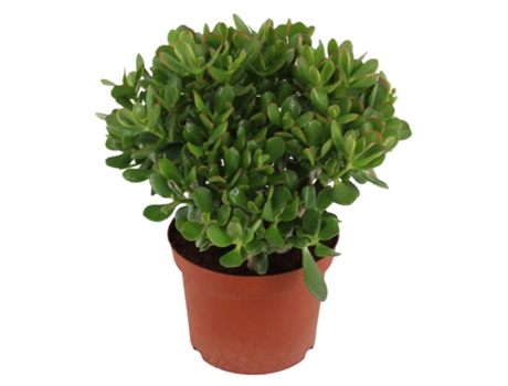 Cactus y suculentas - PLANT IN A BOX - Crassula ovata Minor - Set de 1 - Maceta 23cm - Altura 45-50cm
