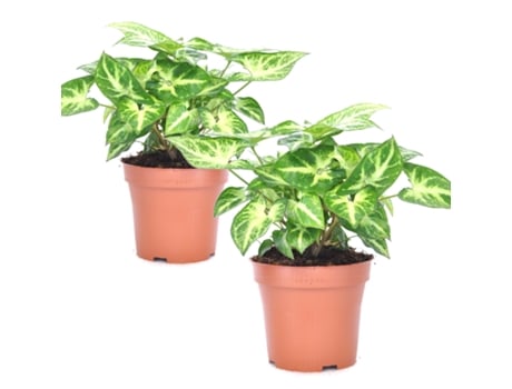 Plantas verdes - PLANT IN A BOX - SyngoniumpodophyllumPixie - Set de 2 - Maceta 12cm - Altura 25-40cm