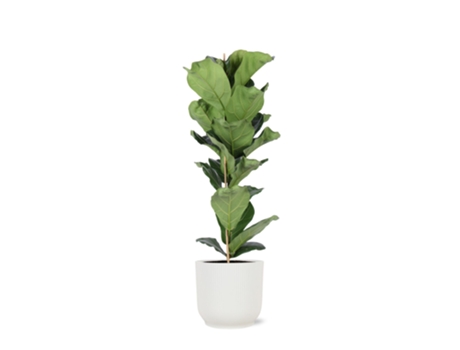 Planta de tabaco ficus lyrata 1 pieza 90 cm