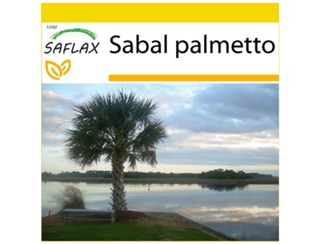 SAFLAX Conjunto de cultivo Palmito 8 semillas Con mini invernadero, sustrato de cultivo y 2 macetas Sabal palmetto