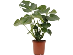 Planta Natural BIOMAPLANTS Monstera Deliciosa (50-60 cm)