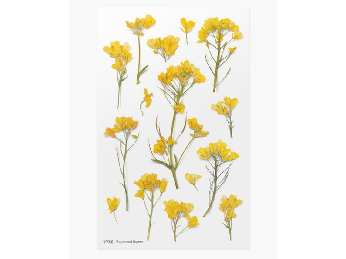 Pegatinas decorativas de flores con diseño de flor de canola