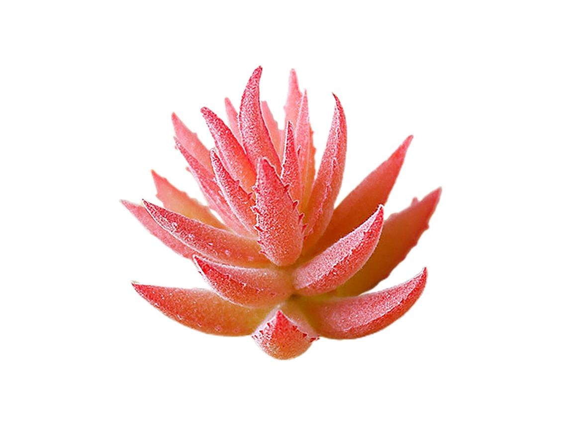 Pequeña planta suculenta espinosa, Aloe Vera de plástico Mm051