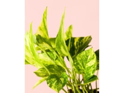 Pothos dorado | Planta colgante de interior, resistente y purificante | Pur Plant