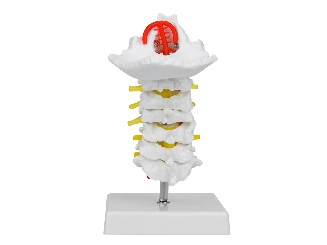 Modelo Anatómico De La Columna Cervical Humana A Escala 1:1 Con Arterias Y Nervios Para Laboratorio Científico Y Enseñanza Médica.