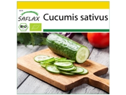 SAFLAX Conjunto de cultivo Ecológico Pepino Marketmore 20 semillas Con mini invernadero, sustrato de cultivo y 2 macetas Cucumis sativus