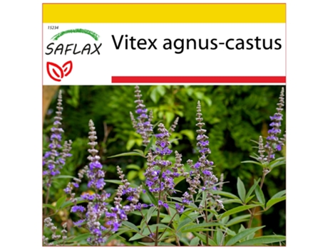 SAFLAX Conjunto de cultivo Hierba de Castidad 30 semillas Con mini invernadero, sustrato de cultivo y 2 macetas Vitex agnus-castus