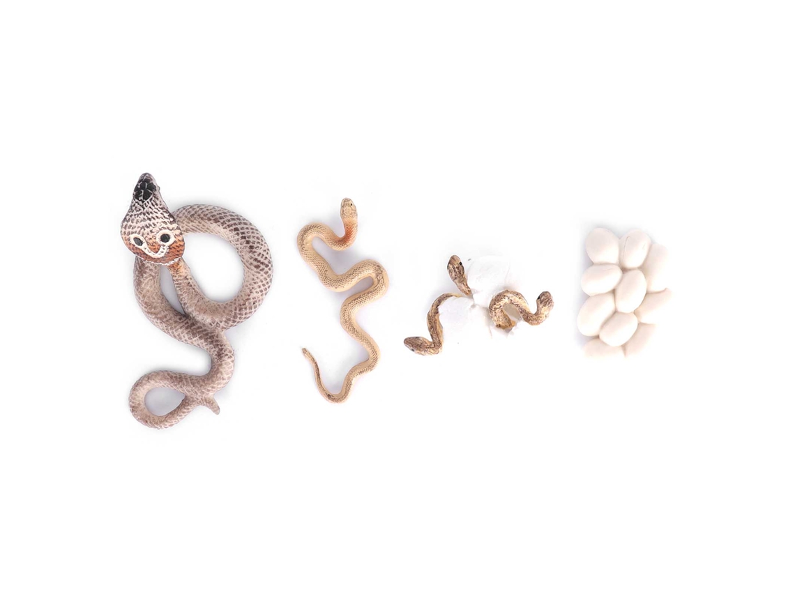 Juguete Sobre El Ciclo De Crecimiento De La Serpiente, Modelo Educativo De Pvc, Animal En Miniatura Para Niños.