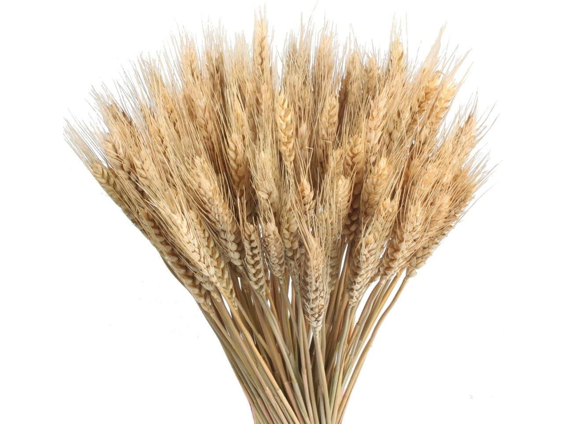 Ramo de trigo seco natural para decoración, flores secas para centro de mesa de boda, balcón, jarrón, decoración de fiesta, Jeiibrzui