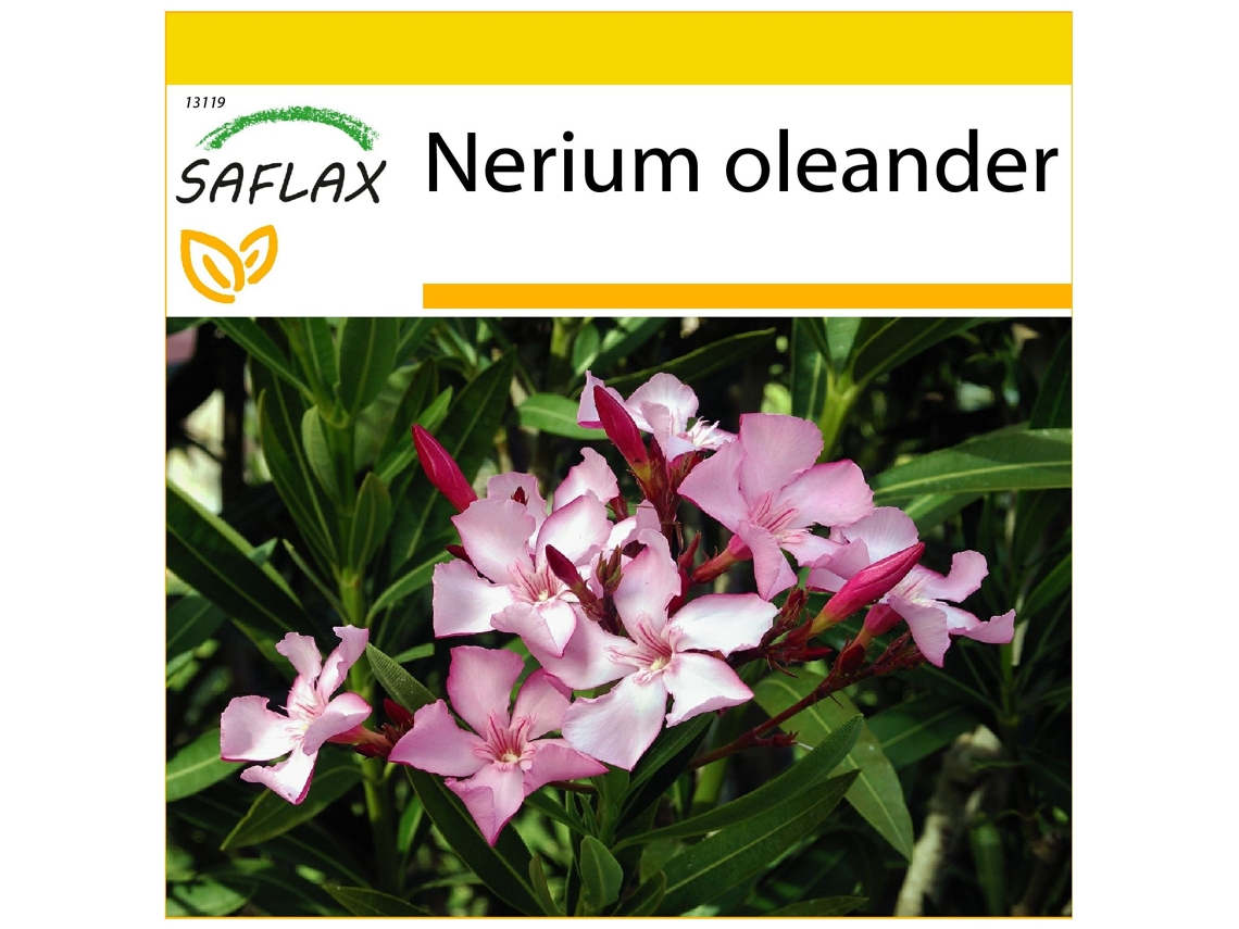 SAFLAX Conjunto de cultivo Oleandro 50 semillas Con mini invernadero, sustrato de cultivo y 2 macetas Nerium oleander