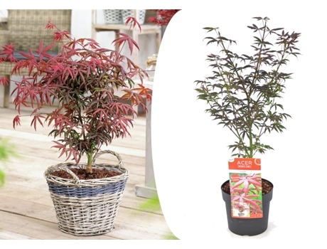 Arces japoneses - PLANT IN A BOX - Acer palmatum 'Starfish' - Set de 1 - Maceta 19cm - Altura 60-70cm
