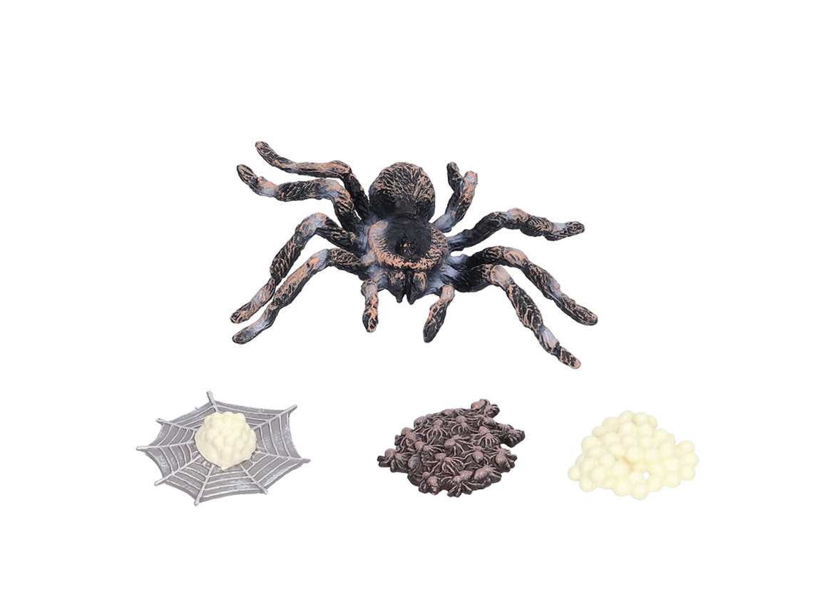 Modelo Del Ciclo De Crecimiento De La Araña, Figura De Insecto Del Ciclo De Vida, Juguete Realista Para Niños