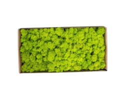 Musgo Preservado Para Decoración De Paredes, Micropaisajes De Jardín, Sin Necesidad De Mantenimiento, 500 G