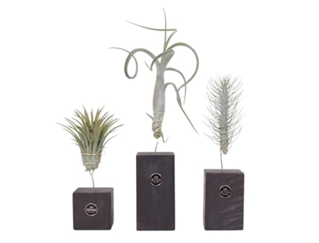 Air plants - PLANT IN A BOX - Tillandsia - Set de 3 - Maceta 0cm - Altura 30-35cm