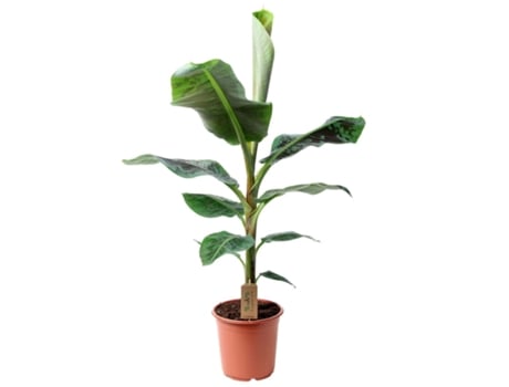Plantas verdes - PLANT IN A BOX - Musa Dwarf Cavendish - Set de 1 - Maceta 21cm - Altura 90-100cm