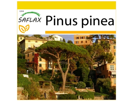 SAFLAX Conjunto de cultivo Pinos piñoneros 6 semillas Con mini invernadero, sustrato de cultivo y 2 macetas Pinus pinea