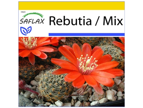 SAFLAX Conjunto de cultivo Rebutia 40 semillas Con mini invernadero, sustrato de cultivo y 2 macetas Rebutia / Mix