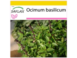 SAFLAX Conjunto de cultivo Albahaca 200 semillas Con mini invernadero, sustrato de cultivo y 2 macetas Ocimum basilicum
