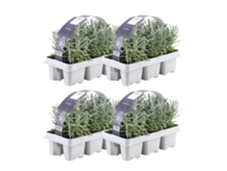 Lavanda azul perfumada 24 Lavanda angustifolia - plantas de lavanda resistentes - lavanda verdadera - plantas de jardín - 24 x Ø7 cm - 15 cm
