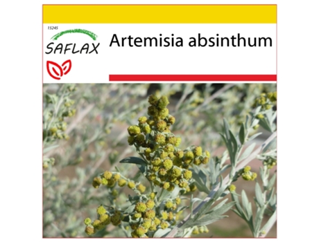 SAFLAX Conjunto de cultivo Ajenjo 500 semillas Con mini invernadero, sustrato de cultivo y 2 macetas Artemisia absinthum