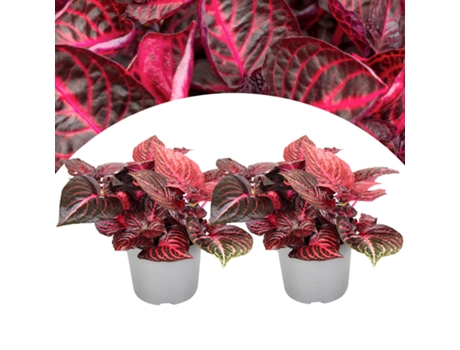 Plantas verdes - PLANT IN A BOX - Iresine Herbstii - Set de 2 - Maceta 13cm - Altura 20-30cm