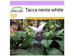 SAFLAX Planta murciélago 10 semillas Tacca nevia white