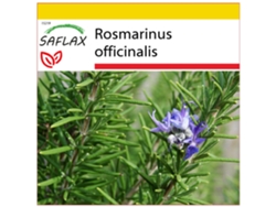 SAFLAX Conjunto de cultivo Romero 100 semillas Con mini invernadero, sustrato de cultivo y 2 macetas Rosmarinus officinalis