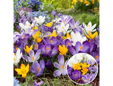 Bulbos de flor - PLANT IN A BOX - Crocus - Set de 30 - Maceta 0cm - Altura 0cm
