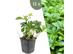 | 12 Plantas De Ysander | Pachysandra Terminalis Green Carpet | Cobertura Del Suelo Hardy | Perennes Hardy | Plantas De Jardín Plants By Frank