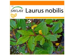 SAFLAX Garden in the bag Laurel de Apolo 6 semillas Con sustrato de cultivo en una práctica bolsa automontable Laurus nobilis