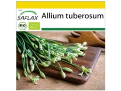 SAFLAX Conjunto de cultivo Ecológico Cebolleta 100 semillas Con mini invernadero, sustrato de cultivo y 2 macetas Allium tuberosum