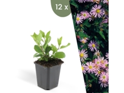| 12 Plantas De Aster | Aster Ageratoides Asran | Cobertura Del Suelo Hardy | Perennes Hardy | Plantas De Jardín Hardy Plants By Frank
