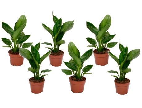 Plantas verdes - PLANT IN A BOX - Strelitzia Reginea - Set de 6 - Maceta 9cm - Altura 25-40cm