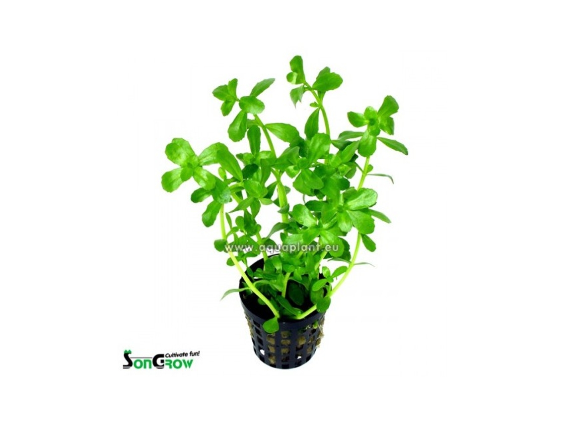 Bacopa Monieri