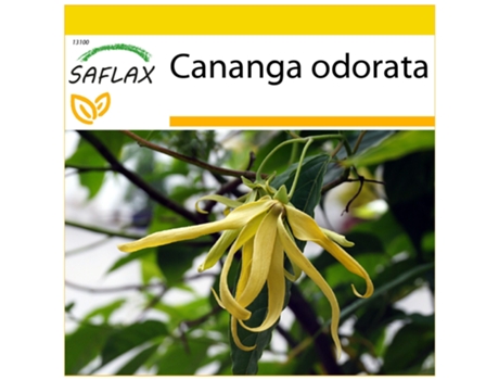 SAFLAX Conjunto de cultivo Ylang-Ylang 10 semillas Con mini invernadero, sustrato de cultivo y 2 macetas Cananga odorata