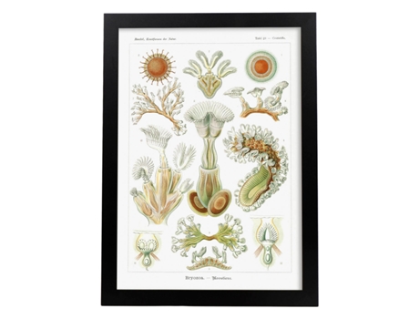 Póster NACNIC con Ilustración de Briozoario Estilo Vintage