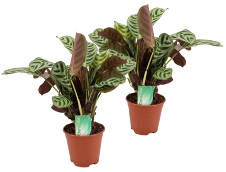 Plantas verdes - PLANT IN A BOX - Ctenanthe Amablis Burle-marxii - Set de 2 - Maceta 14cm - Altura 30-40cm