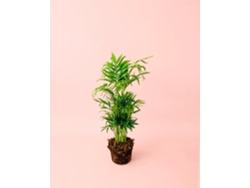 Chamaedorea Elegans 9 cm | Palmera de interior | Pur Plant