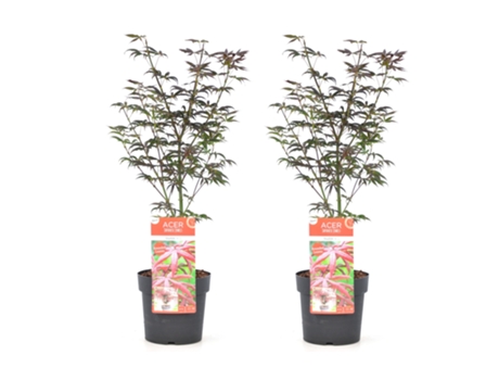 Arces japoneses - PLANT IN A BOX - Acer palmatum 'Starfish' - Set de 2 - Maceta 19cm - Altura 60-70cm
