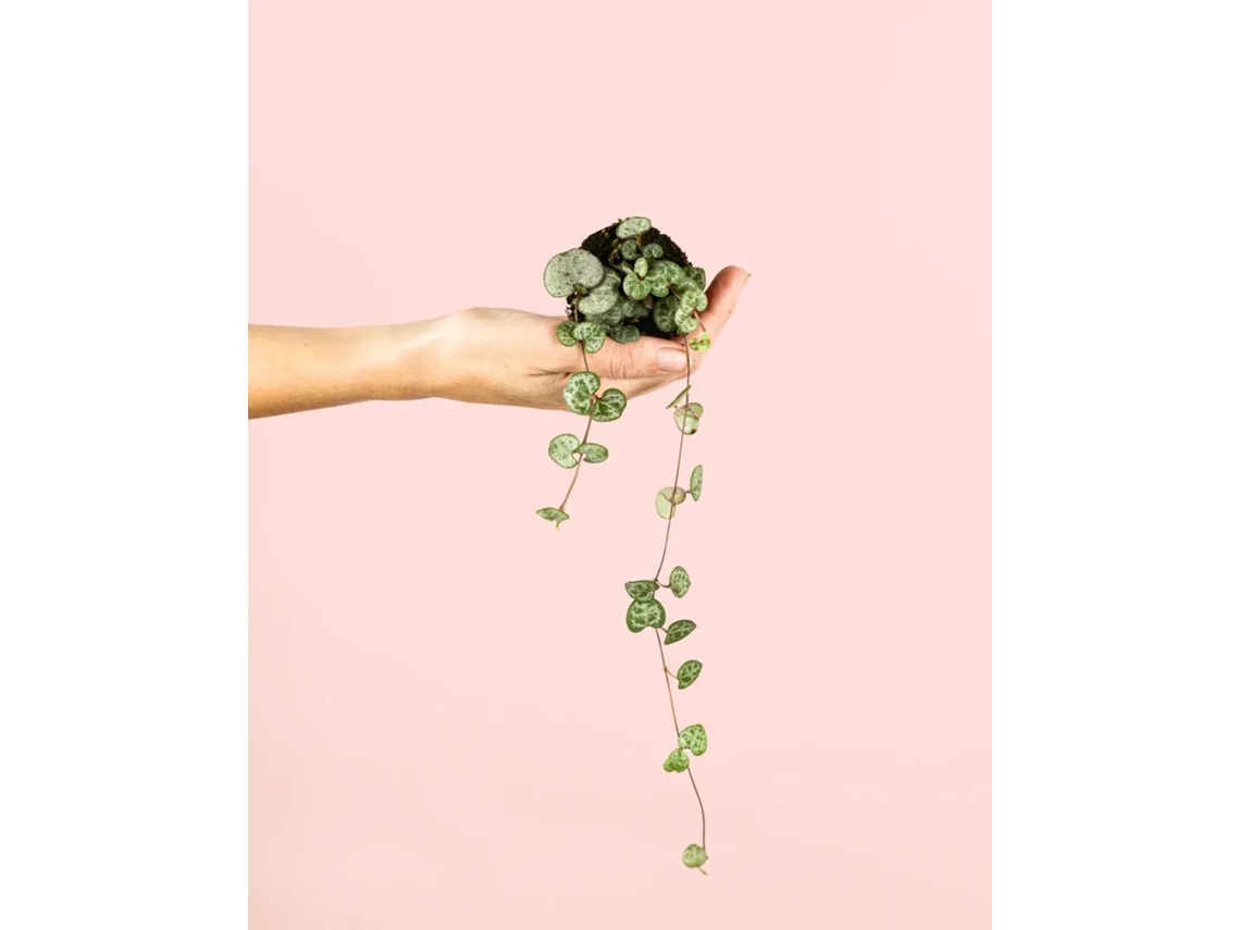 Ceropegia Woodii | Planta colgante natural para interiores, apta para mascotas | Pur Plant