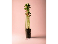Grosella roja | Plantas naturales de exterior | Pur Plant