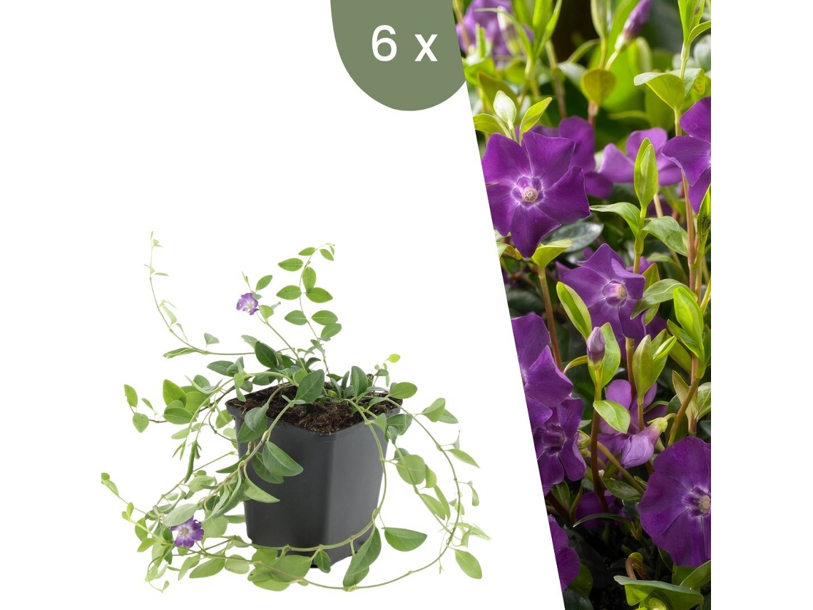 | 6 Plantas De Pervinca Roxa | Vinca Minor Atropurpurea | Cobertura Del Suelo Hardy | Perenes Hardy | Plantas De Jardín Hardy Plants By Frank