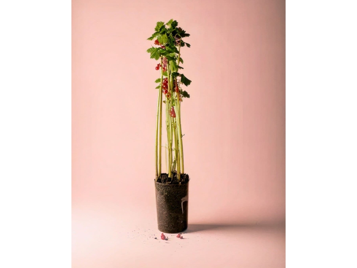 Grosella roja | Plantas naturales de exterior | Pur Plant