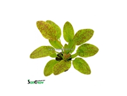Echinodorus Green Flame