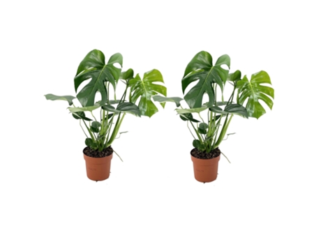 Plantas verdes - PLANT IN A BOX - Monstera Deliciosa - Set de 2 - Maceta 17cm - Altura 50-60cm