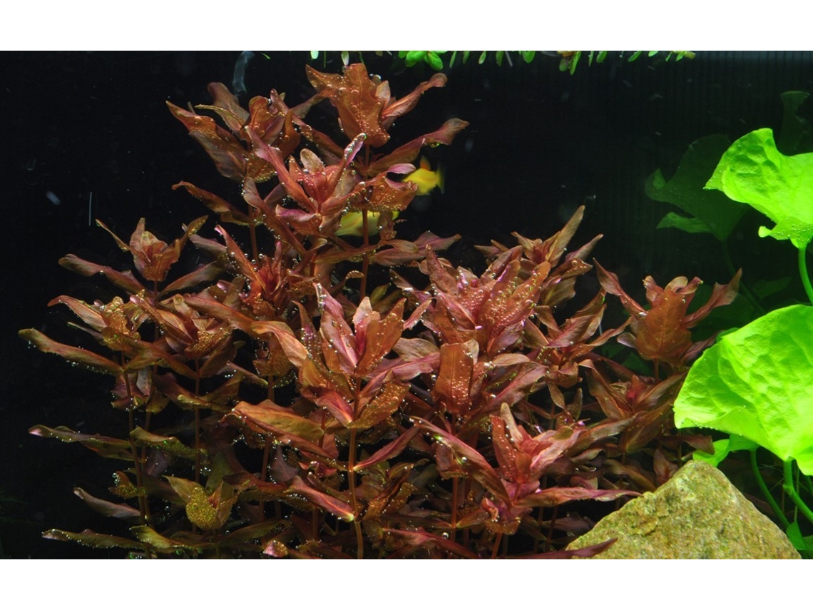Ammania Pedicellata Gold