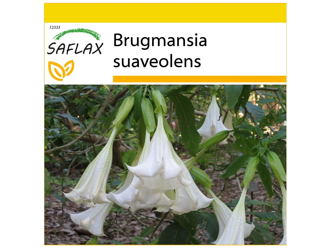 SAFLAX Conjunto de cultivo Trompetas de ángel / Blanca 10 semillas Con mini invernadero, sustrato de cultivo y 2 macetas Brugmansia suaveolens
